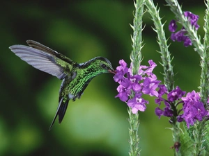 humming-bird, wings, Flowers, Bird