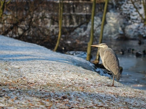 winter, Gery Heron, Bird