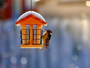 birdies, Bird, winter, Little Woodpecker