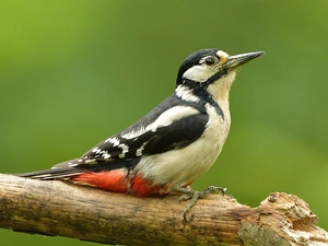 Bird, woodpecker