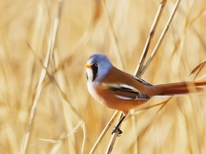 Bearded Tit, color, birdies