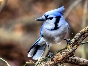birdies, branch, blue