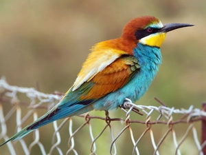 grid, bee-eater, birdies, an, color