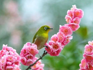 color, Blossoming, twig, birdies