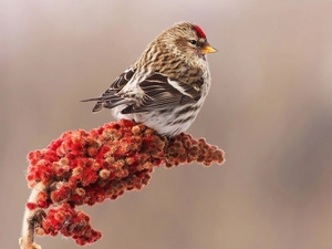 birdies, redpoll