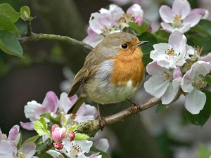 small, Blossoming, twig, birdies