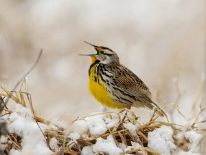 dry, Yellow, snow, birdies, winter, grass, thrush