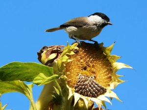 birdies, Sunflower