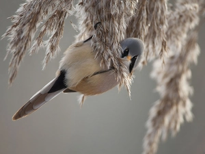 birdies, Bearded Tit