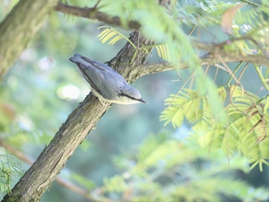 twig, Eurasian nuthatch, birdies