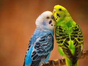 birds, Two, Budgerigar