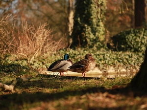 birds, ducks, Crosswords