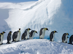 winter, birds, Emperor Penguins, snow