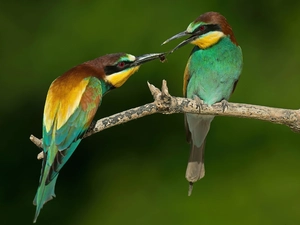 branch, birds, European bee-eater