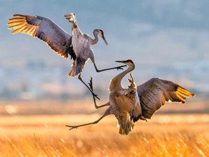 Fight, Canadian Crane, birds