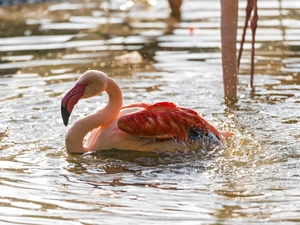 birds, flamingo