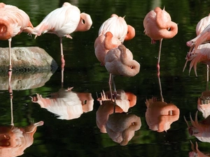 birds, Flamingos