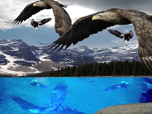 graphics, Eagles, Mountains, birds