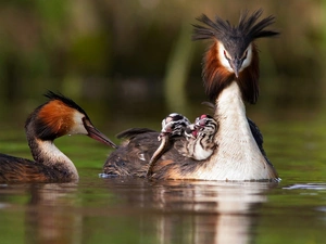 grebe, Family, grebes, birds