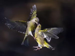 birds, Greenfinches