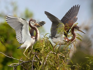 heron, Two cars, birds