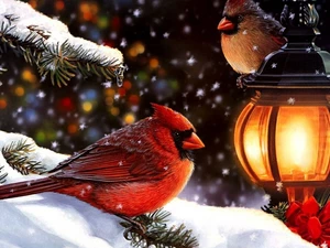 Northern Cardinal, winter, birds