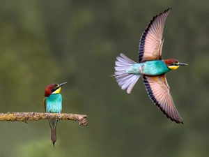 Bee-eaters, Two cars, wings, branch, flight, birds