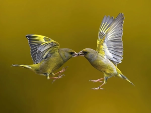 birds, flight, wings, Birds on the log