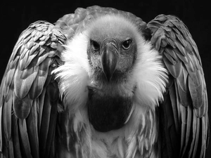 vulture, Black and white, picture