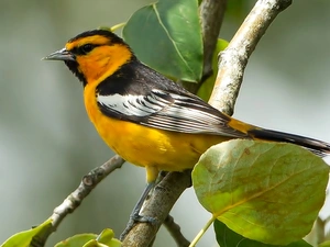 twig, Leaf, wagtail, Black-head, Bird