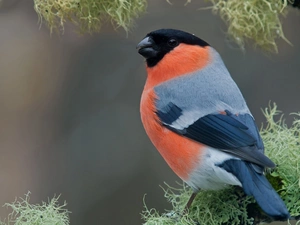 birdies, nose, Gil, Black