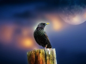 birds, starling, Moon, Black