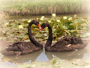 Pond - car, Flowers, Black, Swan, Two cars