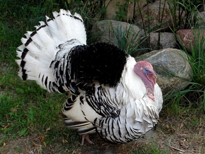 handsome, White, gobbler, black