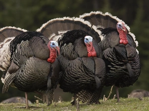 turkeys, feather, chaplet, Black