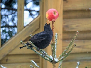Blackbird, Apple
