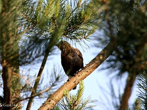 Bird, trees, branch, Blackbird