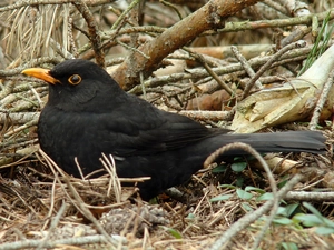 Blackbird, Black, birdies