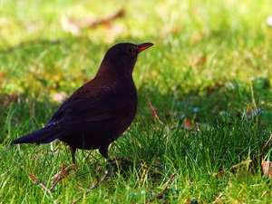 Blackbird, grass