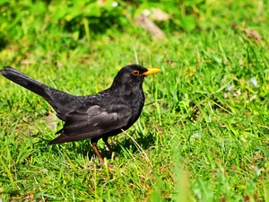 Blackbird