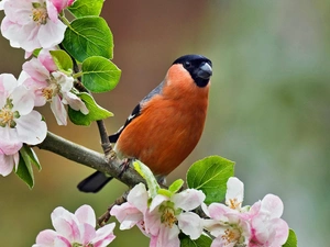 Bird, twig, Gil, Blossoming