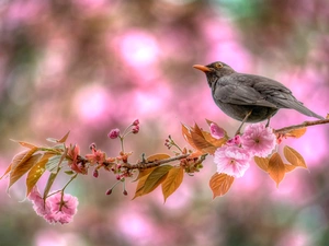 Japanese Cherry, Blackbird, Blossoming, Fruit Tree, twig