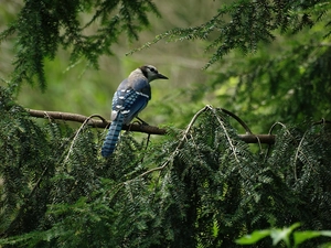 branch pics, jay, blue