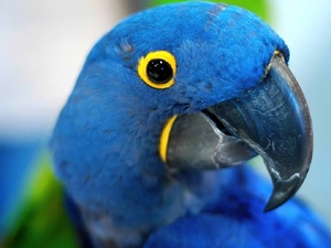 Blue, parrot