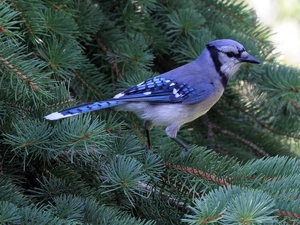 Blue jay, Twigs