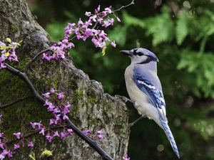 white, birdies, Rocks, blue