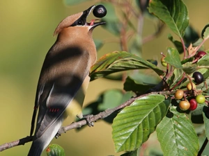 blueberries, Waxwing, twig