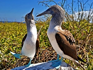 blur, gannets, VEGETATION