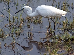 water, Little Egret, bog