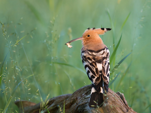 Bird, grass, trophy, booby